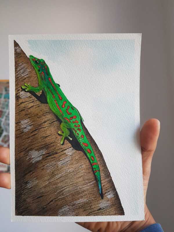 Mauritius lowland forest day gecko (Phelsuma guimbeaui)